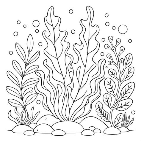 Algas Para Colorir - Páginas para colorir de algas marinhas Esboço de uma ilustração | vetor ...