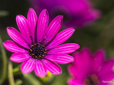 Osteospermum Ecklonis Margarita Del Cabo Fotografia Paisajes Los