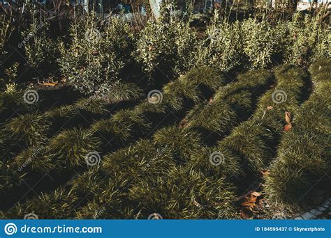 A Green Lawn With Grass Tuffets Stock Image Image Of Ground