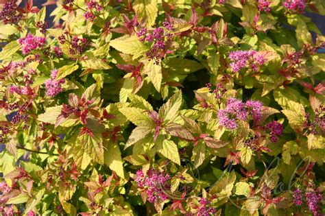Спирея японская (Spiraea japonica `Hubert Gold`) - Спирея японская ...