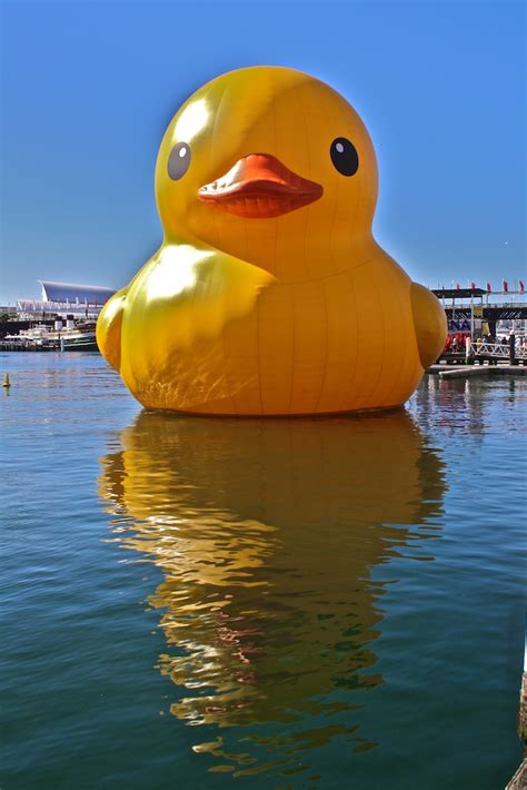 Rubber Duck Sculpture By Dutch Artist Florentijn Hofman Flickr