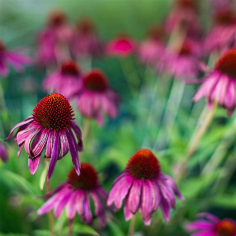 Coneflower Garden Photos, Download The BEST Free Coneflower Garden