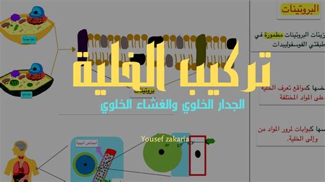 الجدار الخلوي والغشاء الخلوي Youtube