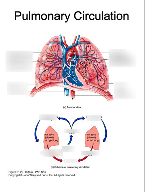 Lab 3 Pulmonary Circulation Diagram Quizlet