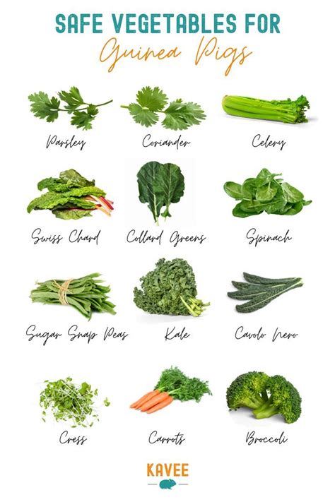 Safe Vegetables For Guinea Pigs Guinea Pig Food Guinea Pigs Guinea
