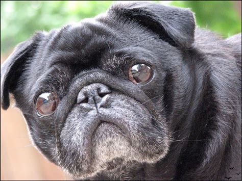 Old black pug | Black pug, Pugs, Pug love