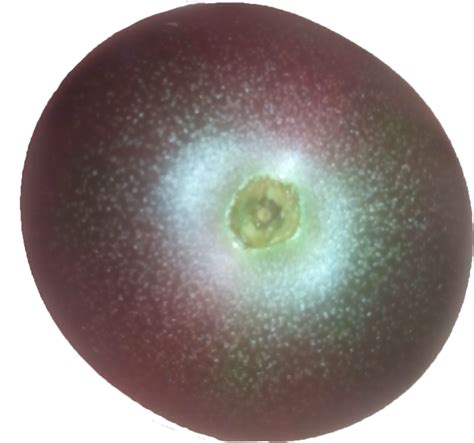 Помидор - Галактика | Пикабу