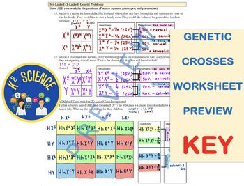 Genetic Crosses Worksheet Packet Punnett Squares Dihybrids Sex Linked Etc