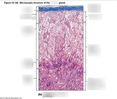 Microscopic Structure Of The Adrenal Gland 2 Diagram Quizlet