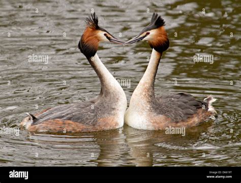 Great Crested Grebe Courtship Display Stock Photo Alamy