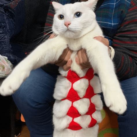 1pc Funny Cosplay Cat Bikini Sexy Pet Lingerie Cat Bra Halloween Costume Pet Bikini Clothes