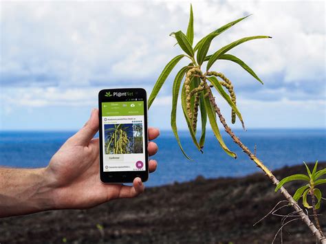 Aquatic Plant Identification App at Liam Threlfall blog