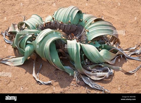 Welwitschia Mirabilis Flower On Namib Desert Background Top View Close