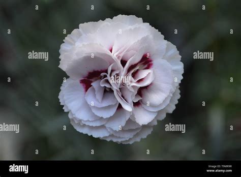 Carnation Clove Pink Dianthus Stock Photo Alamy