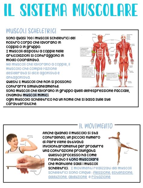 Sistema Muscolare Notability Gallery