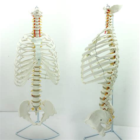 Weryu Thoracic Pelvis Model Sternum Model Sternum Bone And Cartilage | Desertcart Bahamas