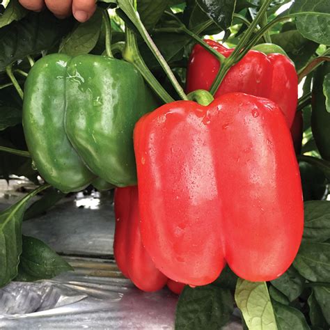 Pepper Bell Shield Ninja S Hybrid Sweet Bell Pepper Seeds