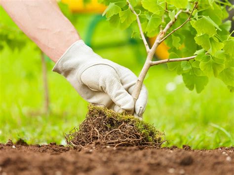 Посадили деревья с листьями