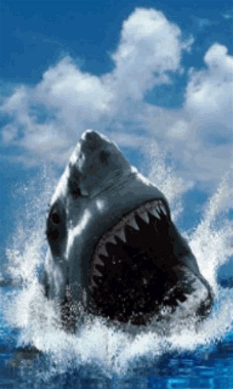 🔥 [50+] Shark Screensavers and Wallpapers | WallpaperSafari