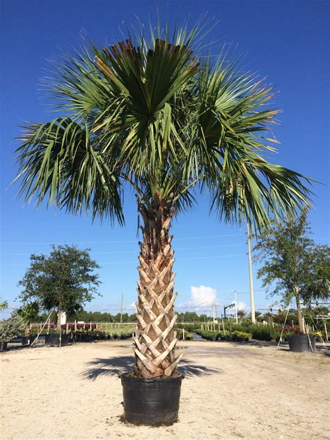 Sabal Palmetto Sabal Palm Zone 8 H 30 40ft S 5ft Palm Tree Pictures