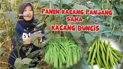 Panen Kacang Panjang Vs Buncis Tanaman Sering Panen Irit Modal