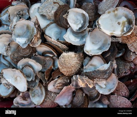 Kent Empty Whitstable Oyster Shells Hi Res Stock Photography And Images