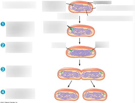 Biol Chapter Bacterial Cell Division By Binary Fission