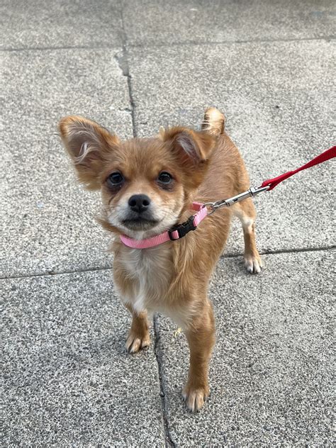 Chihuahua Mix With Pomeranian