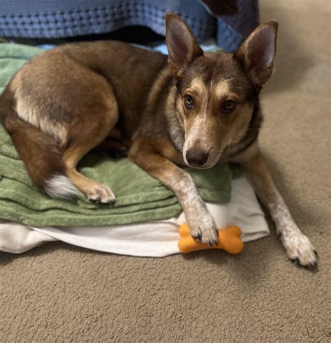 Duitse Herder Rode Heeler Mix American Cattle Dog Blue Heeler