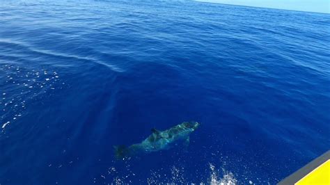 Whale Watching Terra Azul Azores Youtube