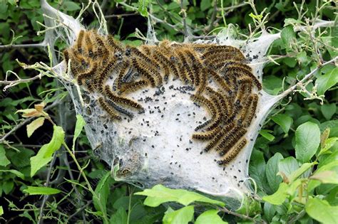 Brown Tail Moth Larvae Stock Image C0106338 Science Photo Library