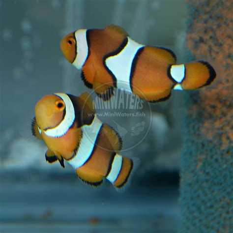 Amphiprion percula "Aquarium Strain" - Shop MiniWaters.FISH - Online ...