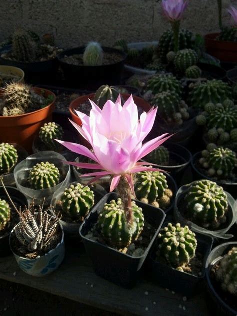 Melocactus Cactus, Succulents, Plants, Succulent Plants, Plant, Planets