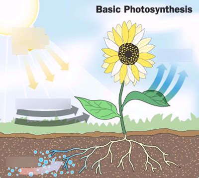 Unit 1 Model Photosynthesis Diagram Quizlet