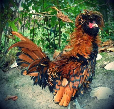 coq padoue frisé doré liseré noir agé de 5 mois Vente poule pondeuse