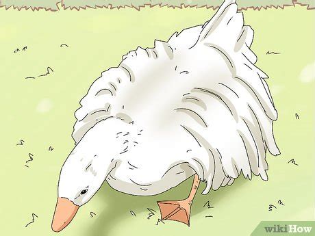 3 Ways To Breed Geese WikiHow Pet