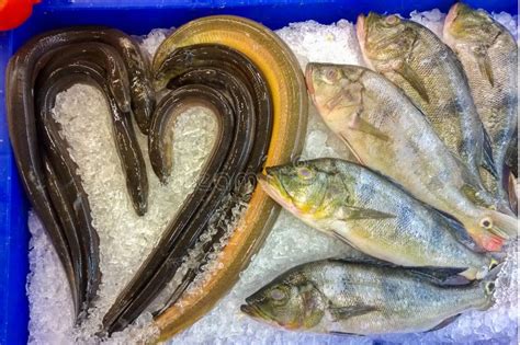 Fresh fish and eels on ice stock image. Image of sardine - 49608579