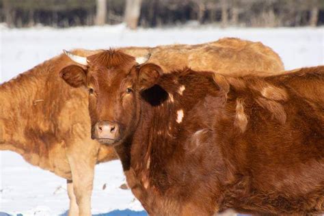 10 Best Breeds Of Cattle In Canada List Of Canadian Cattle Breeds