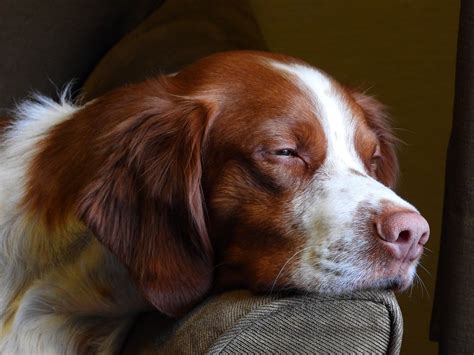 Brittany Spaniel Dog Canine Free Photo On Pixabay Pixabay