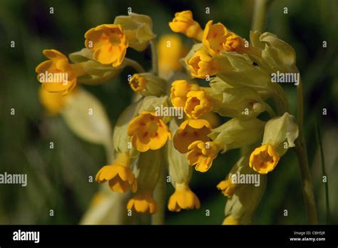 Cowslips Hi Res Stock Photography And Images Alamy