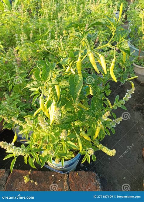 Plantas De Pimienta Cayenne Cultivadas En Macetas Imagen De Archivo