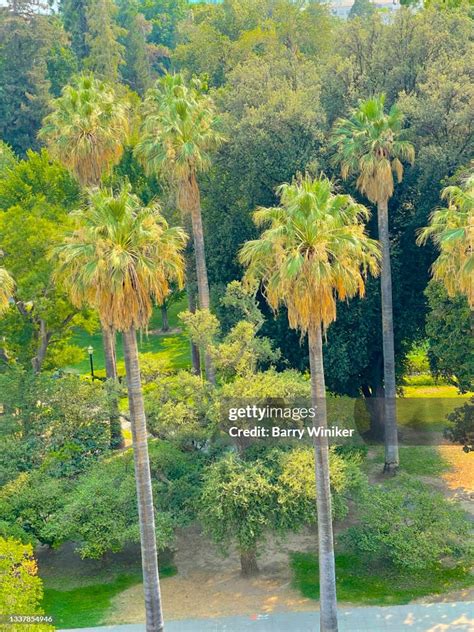 View From High Up Of Palm Trees In Capitol Park Sacramento Photo