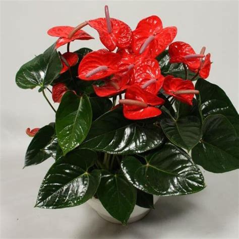 Jual Tanaman Hias Anthurium Bunga Merahanthurium Andraeanum Red