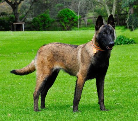 Are Belgian Malinois Black