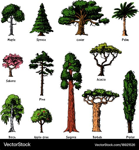 Diffe Types Of Forest Trees With Pictures And Names - Infoupdate.org