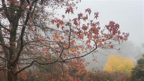 Annette Mcfarlanes Tips For Your Winter Garden Abc Listen