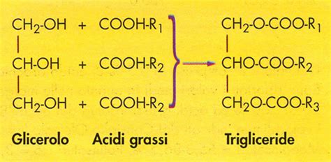 Trigliceridi Cosa Sono E Come Si Combattono Con L Aiuto Della Fitoterapia