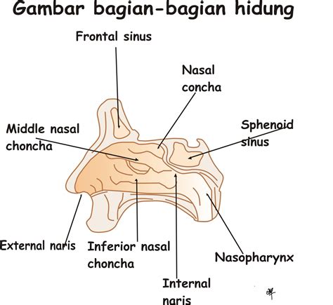 Detail Gambar Bagian Bagian Hidung Koleksi Nomer 26