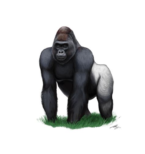 Gorilla Download Png Png All