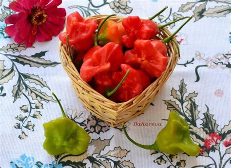 Перец острый Колокольчик